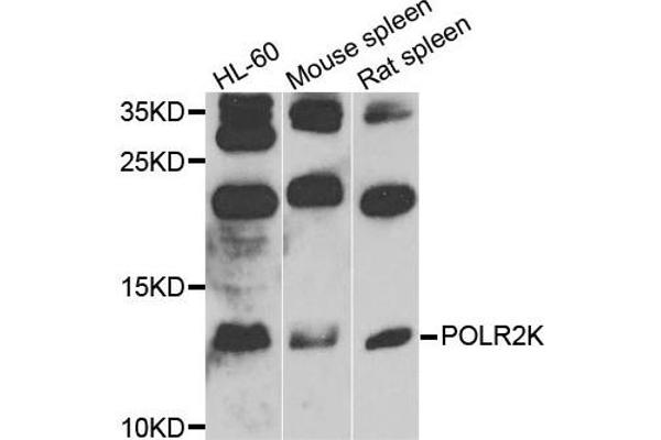 POLR2K antibody