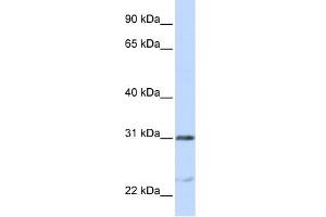 Image no. 1 for anti-Nucleolar and Spindle Associated Protein 1 (NUSAP1) (C-Term) antibody (ABIN2782559)