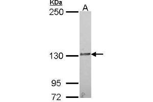 Image no. 1 for anti-Interleukin 16 (IL16) (C-Term) antibody (ABIN2856603)