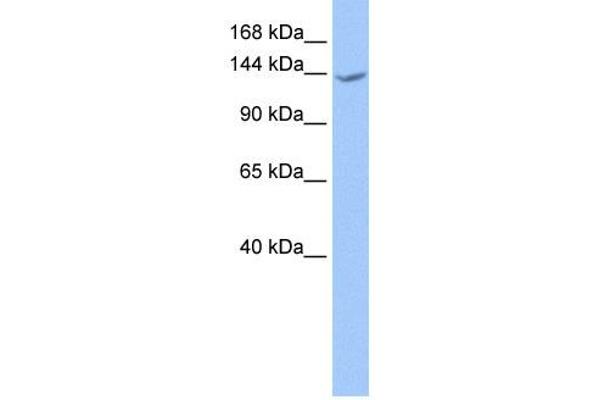 anti-Cache Domain Containing 1 (CACHD1) (N-Term) antibody