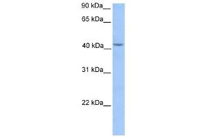Image no. 1 for anti-Hydroxymethylbilane Synthase (HMBS) (Middle Region) antibody (ABIN632158)
