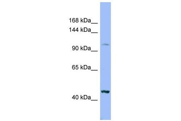 anti-Xylosyltransferase II (XYLT2) (Middle Region) antibody