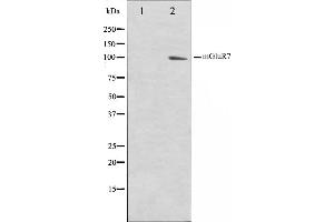 Image no. 2 for anti-Glutamate Receptor, Metabotropic 7 (GRM7) antibody (ABIN6263242)