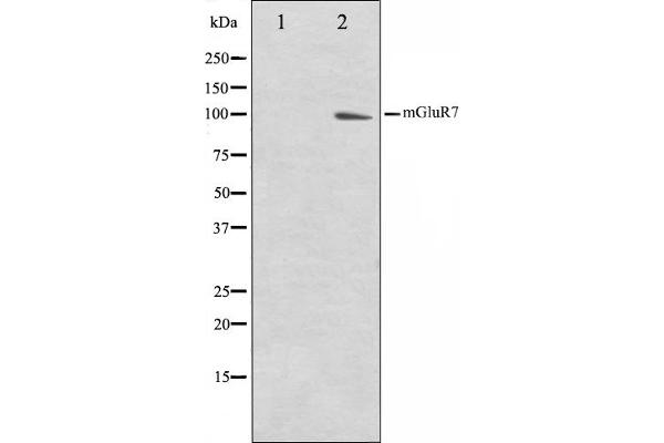 GRM7 抗体  (C-Term)