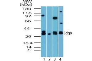 Image no. 3 for anti-Sphingosine-1-Phosphate Receptor 5 (S1PR5) (AA 1-50) antibody (ABIN207763)