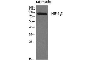 Image no. 2 for anti-Aryl Hydrocarbon Receptor Nuclear Translocator (ARNT) (N-Term) antibody (ABIN3185004)