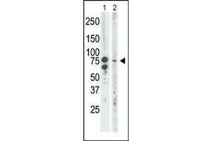 Image no. 1 for anti-Bromodomain Containing 3 (BRD3) (AA 672-702), (C-Term) antibody (ABIN392610)