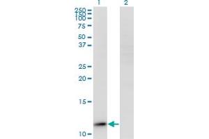 RPP14 antibody  (AA 1-75)