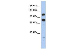 Image no. 1 for anti-Zinc Finger RNA Binding Protein (ZFR) (Middle Region) antibody (ABIN2775852)