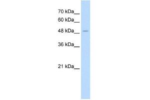 Image no. 2 for anti-Aminoadipate Aminotransferase (AADAT) (N-Term) antibody (ABIN629693)
