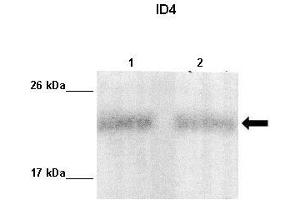 Image no. 2 for anti-Inhibitor of DNA Binding 4, Dominant Negative Helix-Loop-Helix Protein (ID4) (Middle Region) antibody (ABIN2779567)