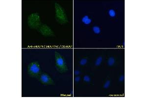Image no. 2 for anti-A Kinase (PRKA) Anchor Protein (Yotiao) 9 (AKAP9) (C-Term) antibody (ABIN185354)
