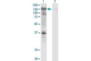 Image no. 1 for anti-Ubiquitin Specific Peptidase 4 (USP4) (AA 676-773) antibody (ABIN563347)
