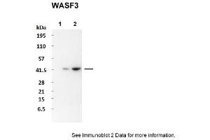 Image no. 1 for anti-WAS Protein Family, Member 3 (WASF3) (N-Term) antibody (ABIN2784832)