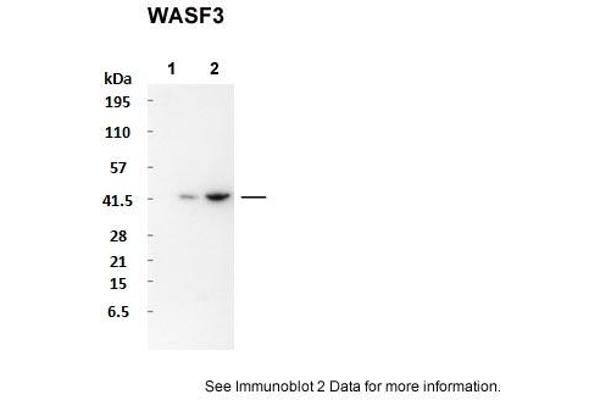 anti-WAS Protein Family, Member 3 (WASF3) (N-Term) antibody