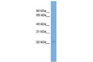 COPS8 antibody  (Middle Region)