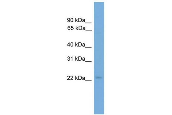 anti-COP9 Signalosome Subunit 8 (COPS8) (Middle Region) antibody