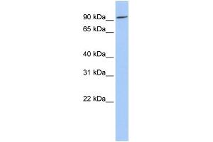 Image no. 1 for anti-P Protein (OCA2) (Middle Region) antibody (ABIN2781784)