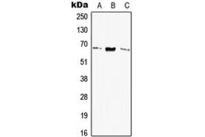 Image no. 1 for anti-Elastin (ELN) (Center) antibody (ABIN2706088)