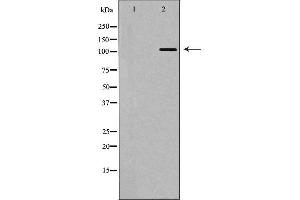Image no. 1 for anti-Interferon Induced with Helicase C Domain 1 (IFIH1) antibody (ABIN6262453)