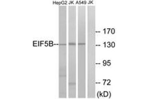 Image no. 1 for anti-Eukaryotic Translation Initiation Factor 5B (EIF5B) (AA 1051-1100) antibody (ABIN1534902)