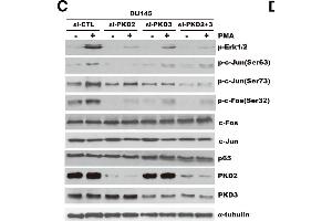 Image no. 4 for anti-Jun Proto-Oncogene (JUN) (pSer73) antibody (ABIN3019560)