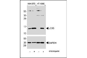 Image no. 4 for anti-Microtubule-Associated Protein 1 Light Chain 3 alpha (MAP1LC3A) (AA 1-30), (N-Term) antibody (ABIN388473)