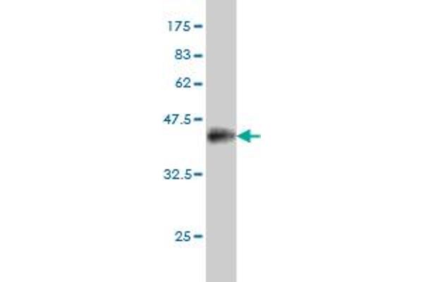 PRDM1 antibody  (AA 1-109)