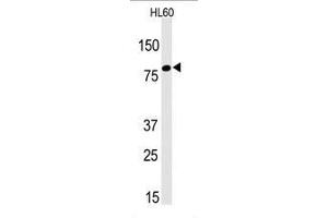 anti-Leo1, Paf1/RNA Polymerase II Complex Component, Homolog (S. Cerevisiae) (LEO1) (AA 130-159), (N-Term) antibody