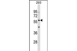 IFIT2 Antibody (Center) (ABIN1538286 and ABIN2848747) western blot analysis in 293 cell line lysates (35 μg/lane).