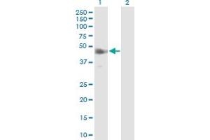Image no. 2 for anti-Interferon Regulatory Factor 9 (IRF9) (AA 1-393) antibody (ABIN523769)