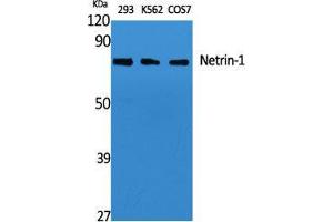Image no. 2 for anti-Netrin 1 (NTN1) (C-Term) antibody (ABIN3185826)
