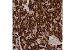 Image no. 1 for anti-Nuclear Transport Factor 2-Like Export Factor 2 (NXT2) antibody (ABIN5584878)
