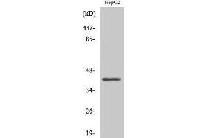 ACTBL2 抗体  (Internal Region)
