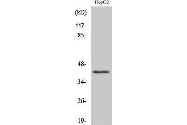 anti-Actin, beta-Like 2 (ACTBL2) (Internal Region) antibody