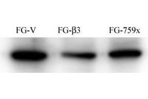 Image no. 1 for anti-Proto-oncogene tyrosine-protein kinase Src (Src) antibody (ABIN3029562)