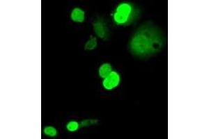 Anti-C16orf72 mouse monoclonal antibody (ABIN2452857) immunofluorescent staining of COS7 cells transiently transfected by pCMV6-ENTRY C16orf72 (RC214935).