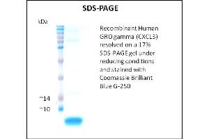 GRO gamma Protein