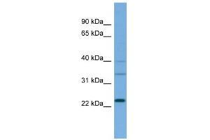 Image no. 1 for anti-Ras-related Protein Ral-A (rala) (Middle Region) antibody (ABIN2786813)
