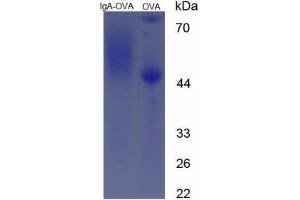 Image no. 2 for IgA (AA 155-170) peptide (Ovalbumin) (ABIN5666221)