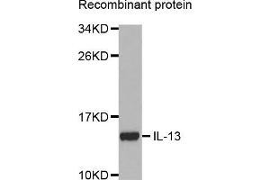 Image no. 1 for anti-Interleukin 13 (IL13) antibody (ABIN3022882)