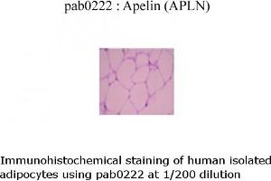 Image no. 1 for anti-Apelin (APLN) (C-Term) antibody (ABIN347116)