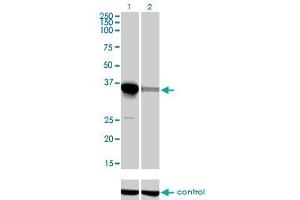 Image no. 6 for anti-ELAV (Embryonic Lethal, Abnormal Vision, Drosophila)-Like 4 (Hu Antigen D) (ELAVL4) (AA 312-380) antibody (ABIN560727)