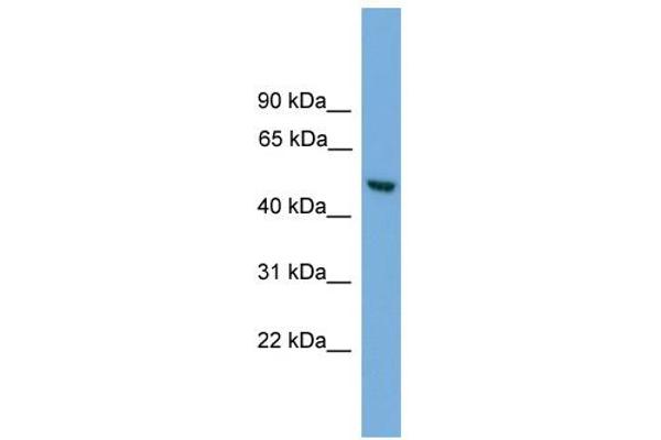 ABHD1 抗体  (Middle Region)