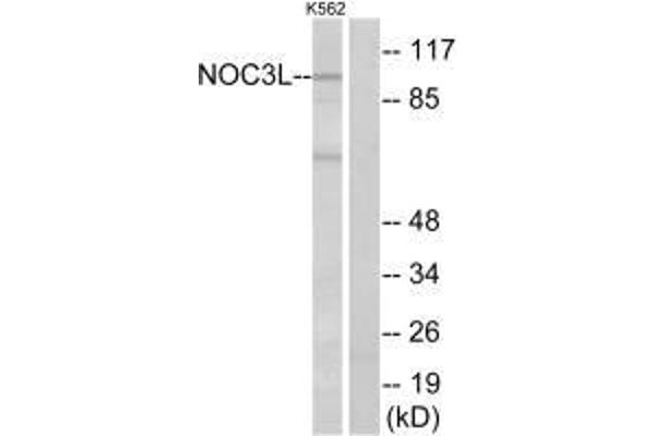 NOC3L 抗体