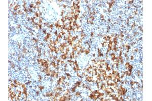 Image no. 4 for anti-CD163 (CD163) (AA 43-196) antibody (ABIN6941114)