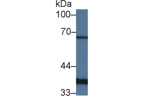 Lactate Dehydrogenase A 抗体  (AA 1-332)