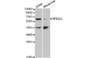 NRF2 抗体  (AA 366-605)