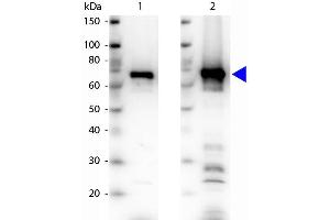 Western blot of Rabbit Anti-NRF1 antibody.