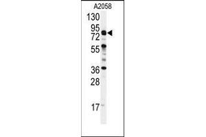 Image no. 1 for anti-Component of Oligomeric Golgi Complex 4 (COG4) (C-Term) antibody (ABIN359592)